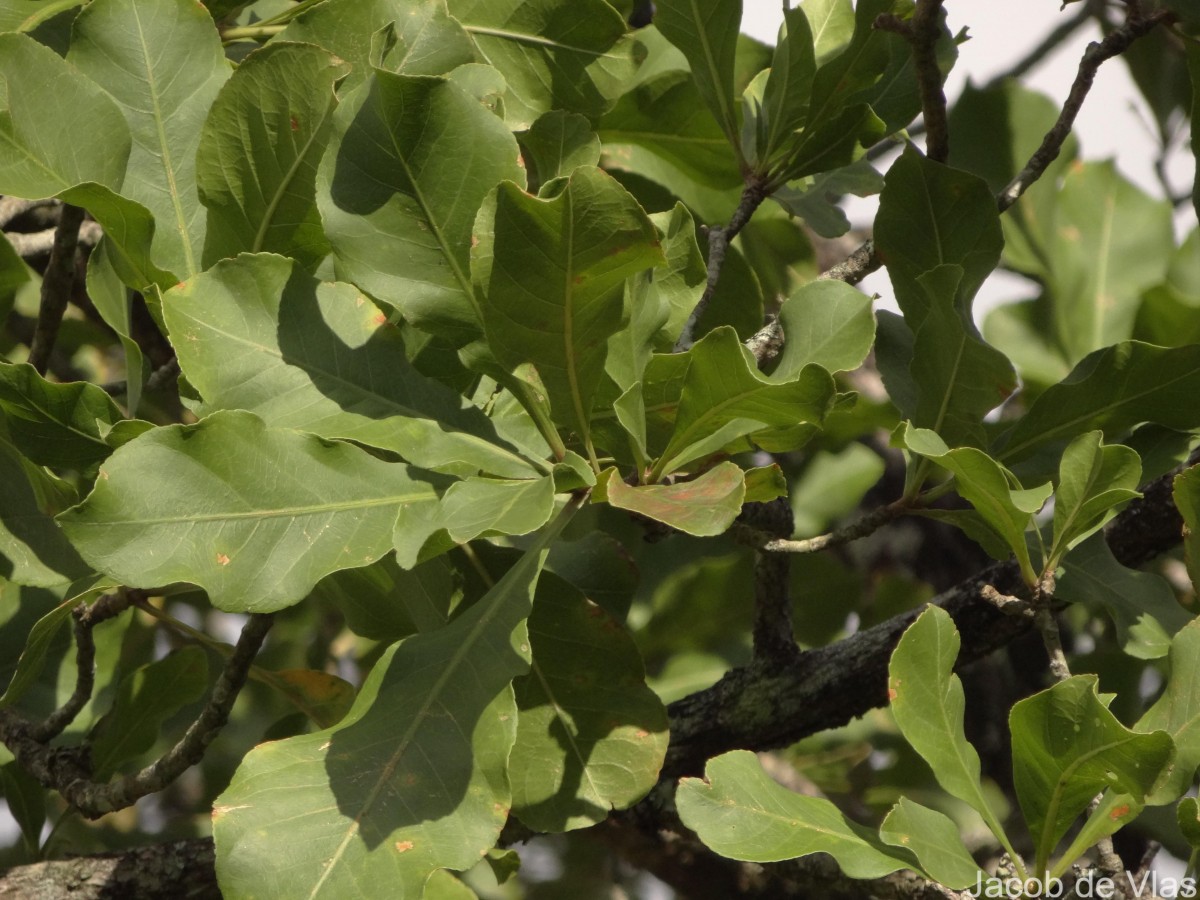 Careya arborea Roxb.